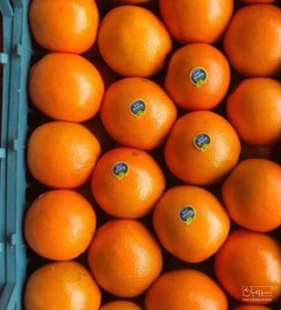 فروش پرتقال