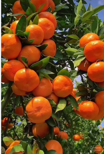 فروش نارنگی