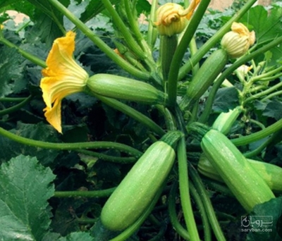 فروش کدو  سبز