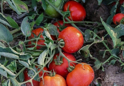 فروش گوجه فرنگی