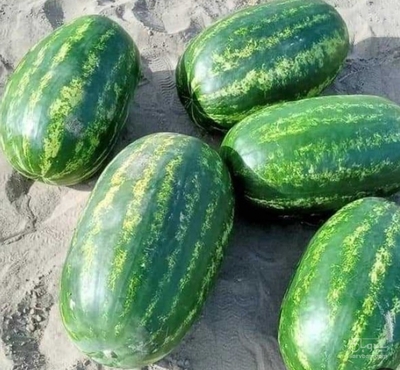 فروش هندوانه