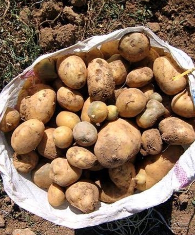 فروش سیب زمینی