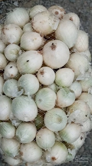 فروش پیاز سفید