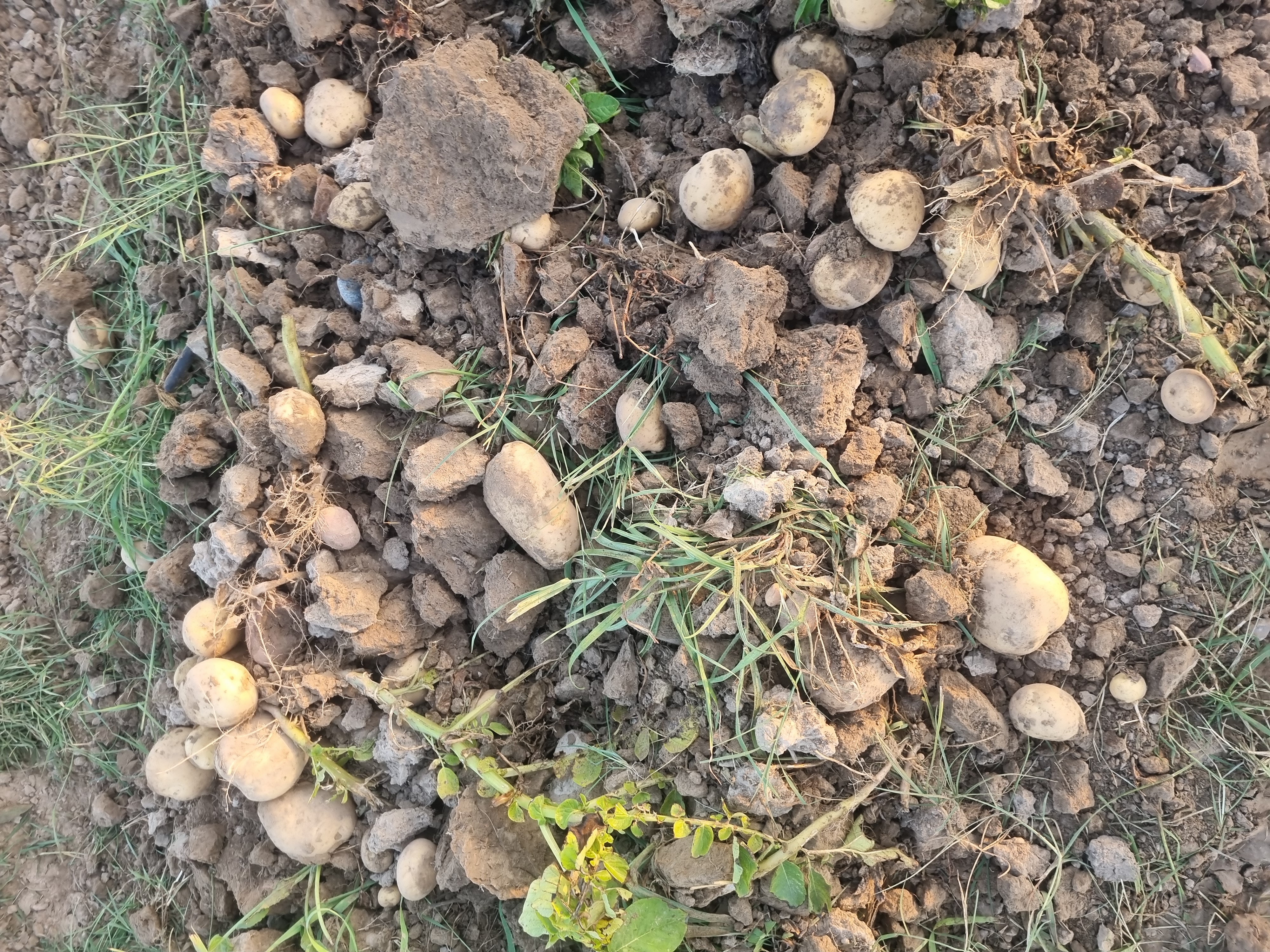 فروش سیب زمینی