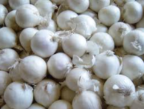 فروش پیاز سفید