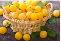 فروش آلو زرد