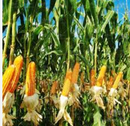 فروش ذرت علوفه ای