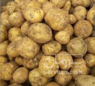 فروش سیب زمینی