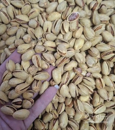 فروش پسته اکبری