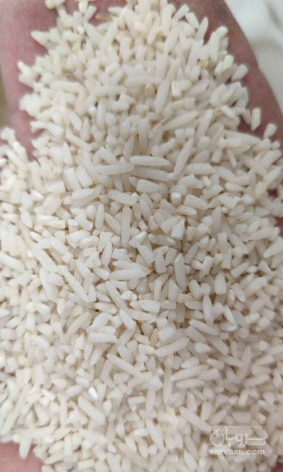 فروش برنج سر لاشه