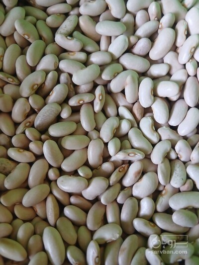 فروش لوبیا کشاورزی