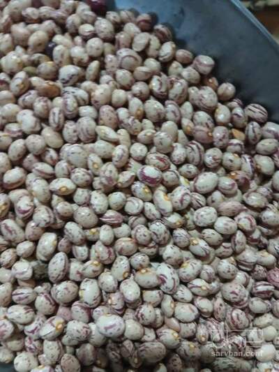 فروش لوبیا چیتی