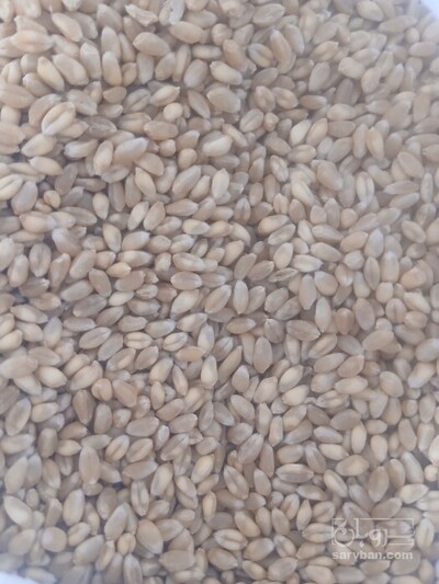 فروش گندم