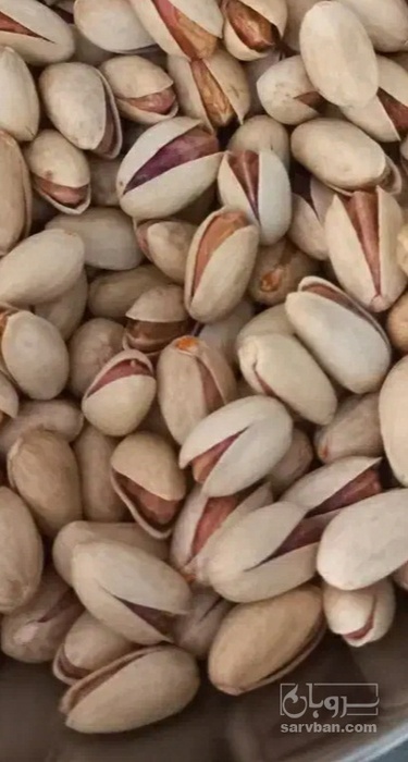 فروش پسته اکبری