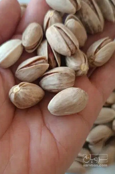 فروش پسته احمد اقایی