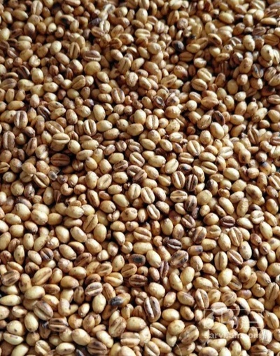 فروش گندم برشته