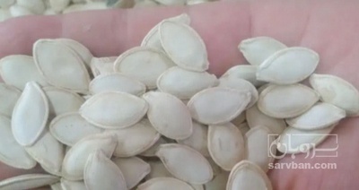 فروش تخمه  کدو بو داده