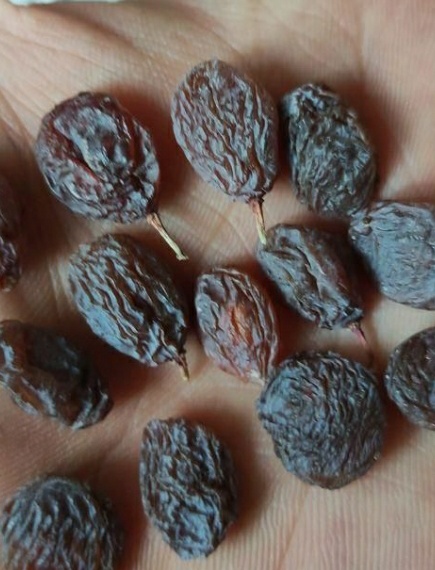 فروش مویز بی هسته