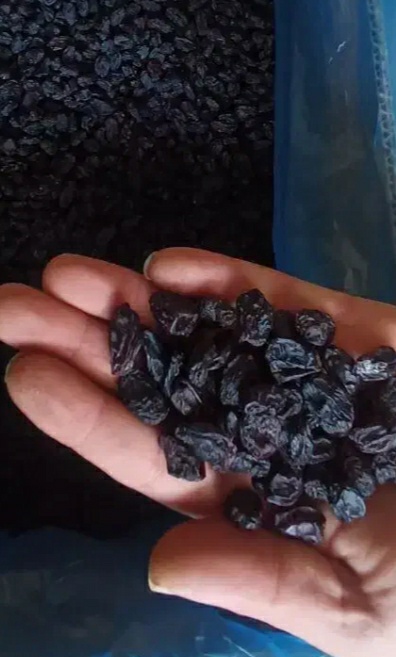 فروش مویز با هسته