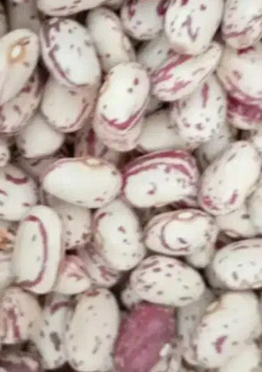 فروش لوبیا چیتی