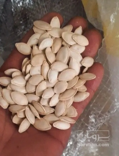 فروش تخمه  کدو بو داده