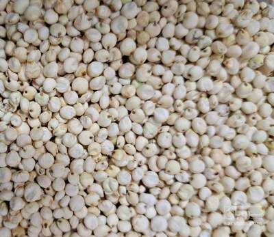 فروش بذر ذرت سفید