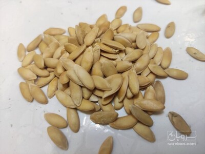 فروش بذر خربزه