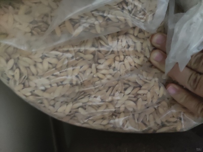 فروش بذر خربزه