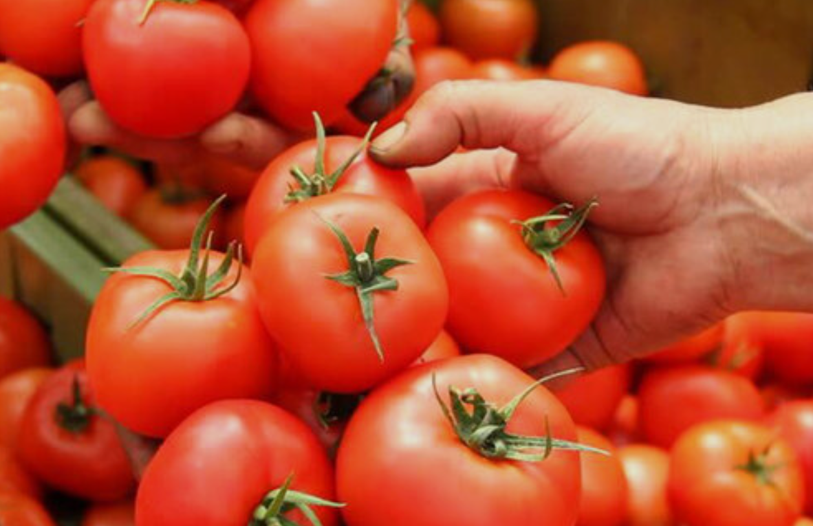 فروش گوجه فرنگی