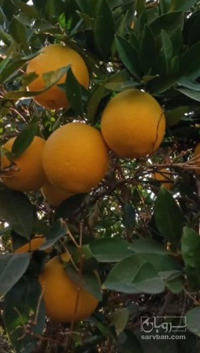 فروش پرتقال