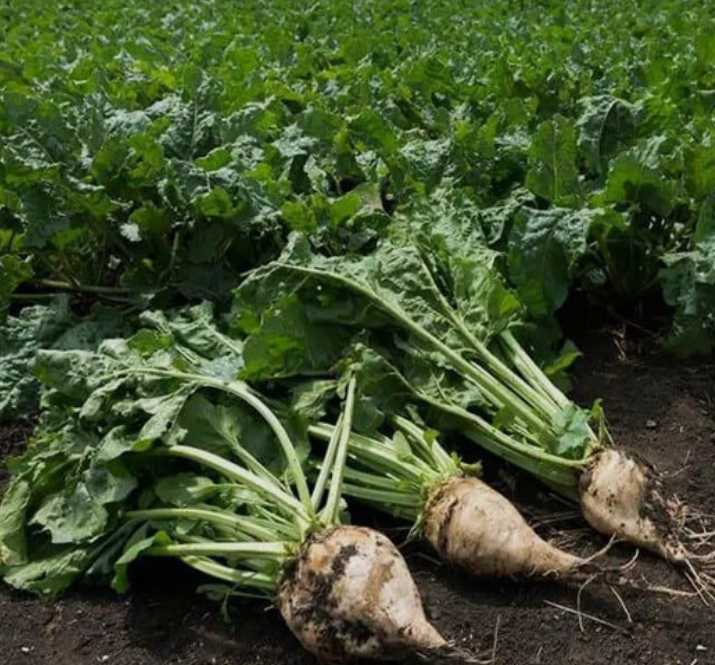 فروش چغندر قند