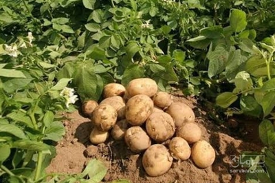 فروش سیب زمینی