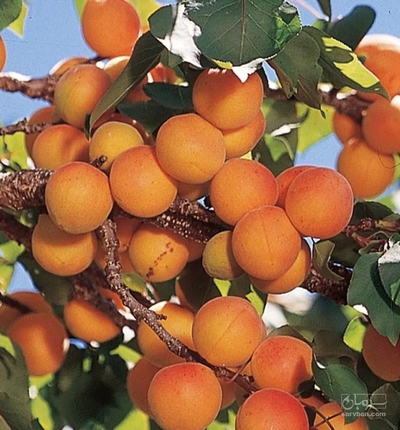 فروش زردآلو