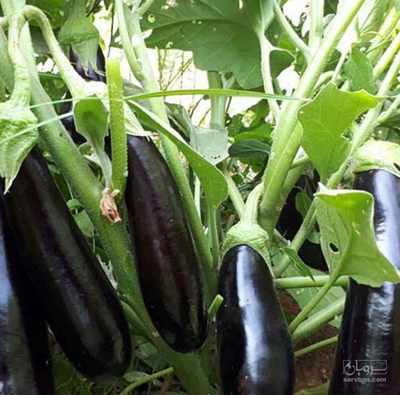 فروش بادمجان