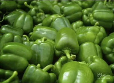 فروش فلفل دلمه ای