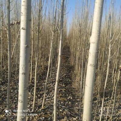 فروش نهال صنوبر