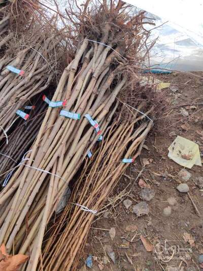 فروش نهال گیلاس