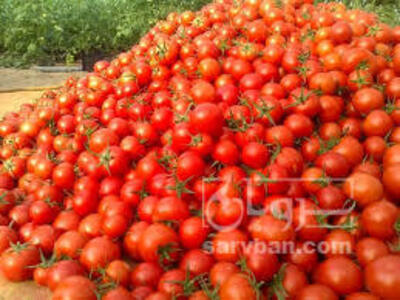 فروش گوجه فرنگی