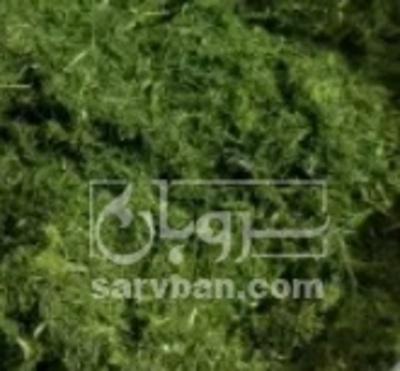 فروش شوید خشک (گیاه‌ دارویی)