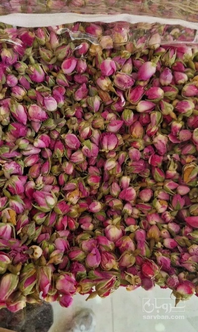 فروش غنچه گل محمدی (گیاه‌ دارویی)