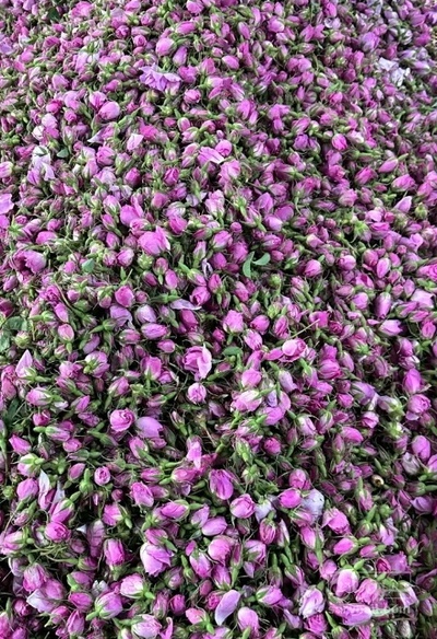فروش غنچه گل محمدی (گیاه‌ دارویی)