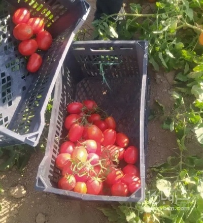 فروش گوجه فرنگی