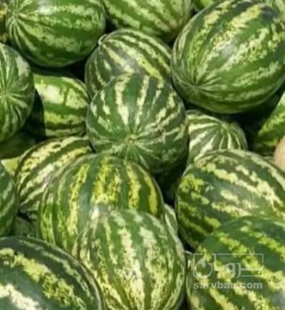 فروش هندوانه