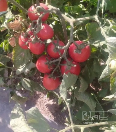 فروش گوجه فرنگی