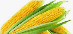 فروش ذرت علوفه ای