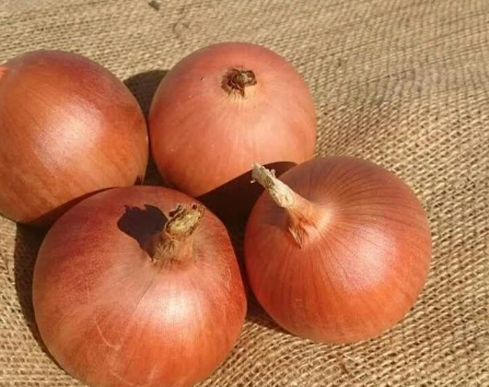 فروش پیاز طلایی