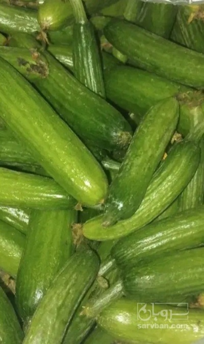 فروش خیار گلخانه ایی
