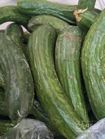 فروش خیار زمینی