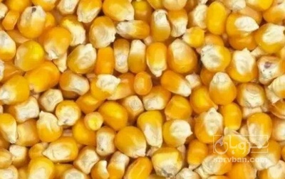 فروش ذرت خشک