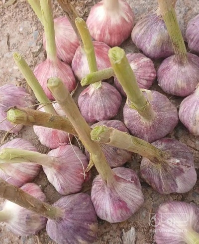 فروش سیر